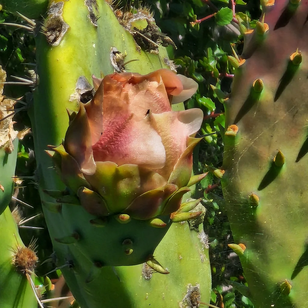 Opuntia littoralis