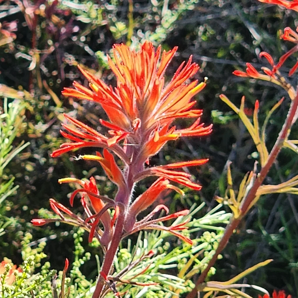Castilleja Affinis