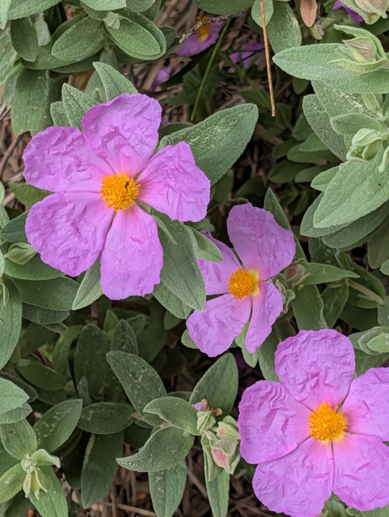 Cistus Albidus