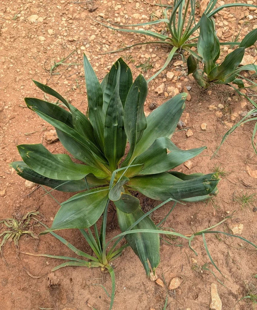 Drimia maritima