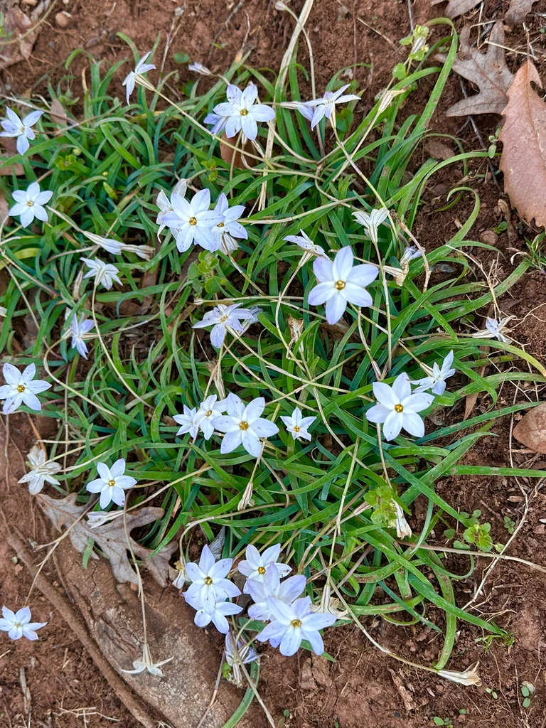 Ipheion Uniflorum