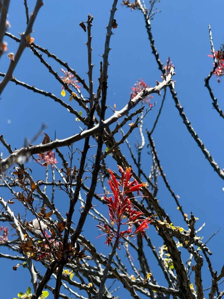 Fouquieria Diguetii