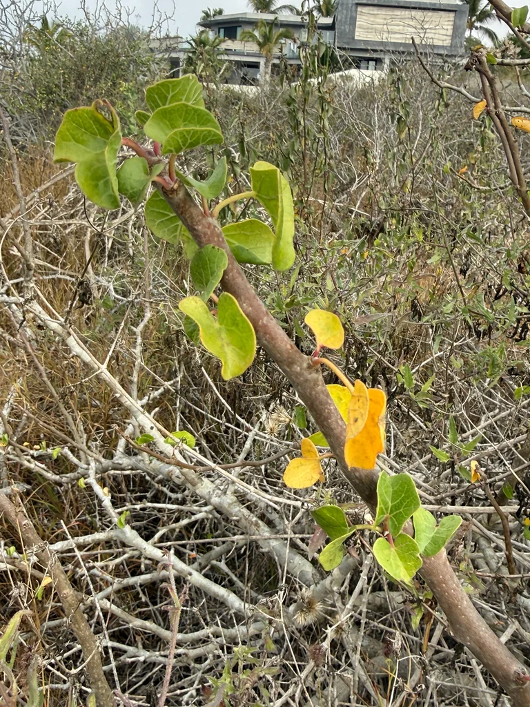 Jatropha Cinerea