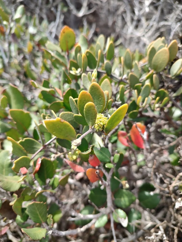 Simmondsia Chinensis