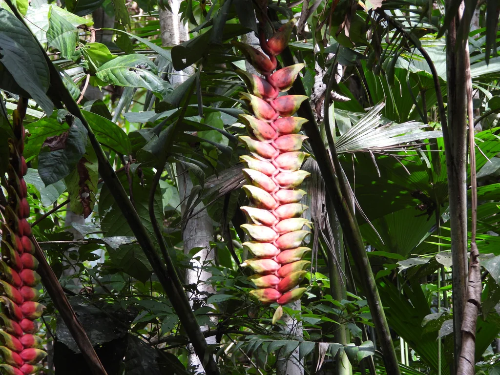 Heliconia Rostrata