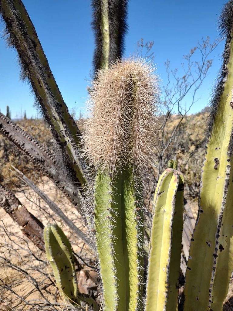 Pachycereus schottii