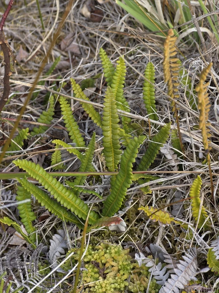 Blechnum Penna-Marina