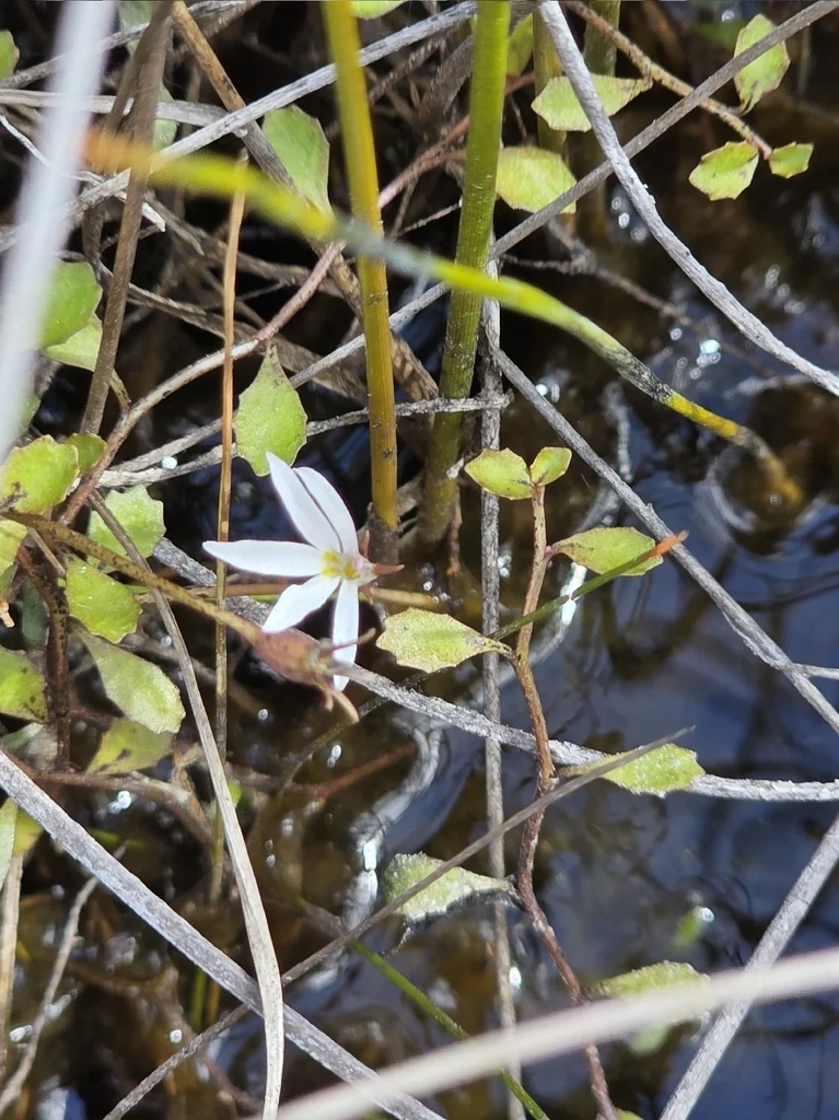 Pratia Angulata