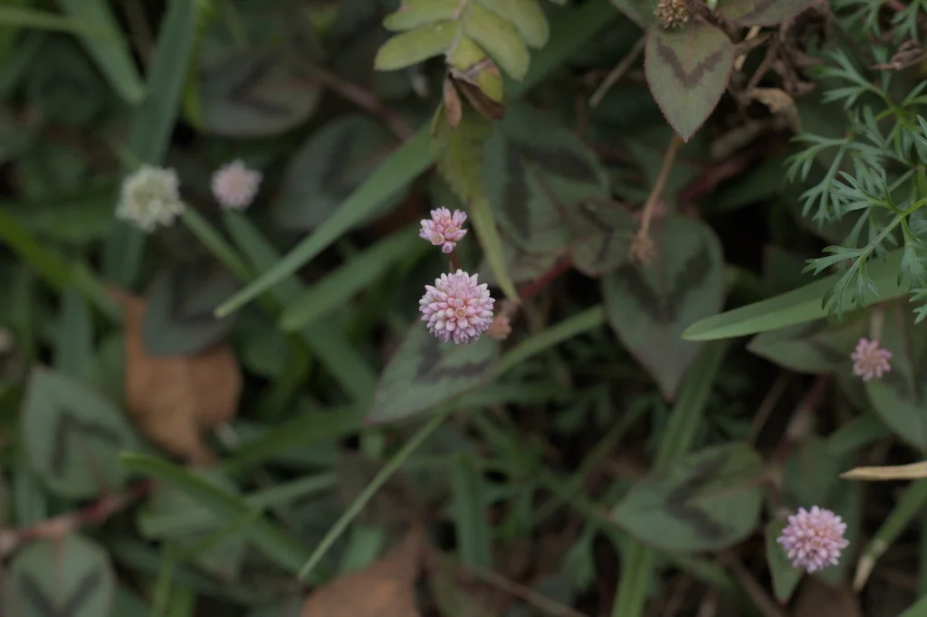 Persicaria Capitata
