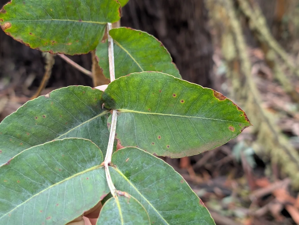 Eucalyptus Globulus