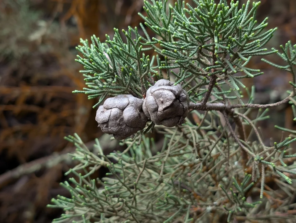 Cupressus Arizonica
