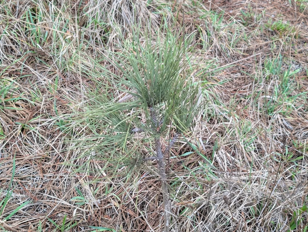 Pinus Coulteri