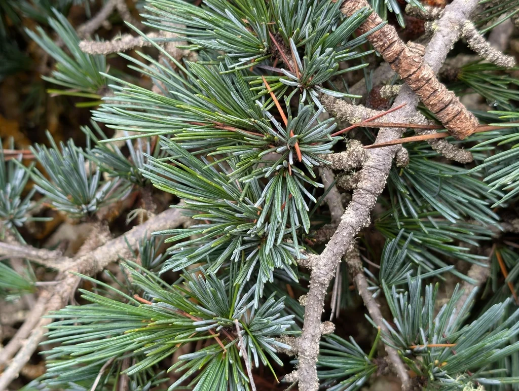 Cedrus Deodara