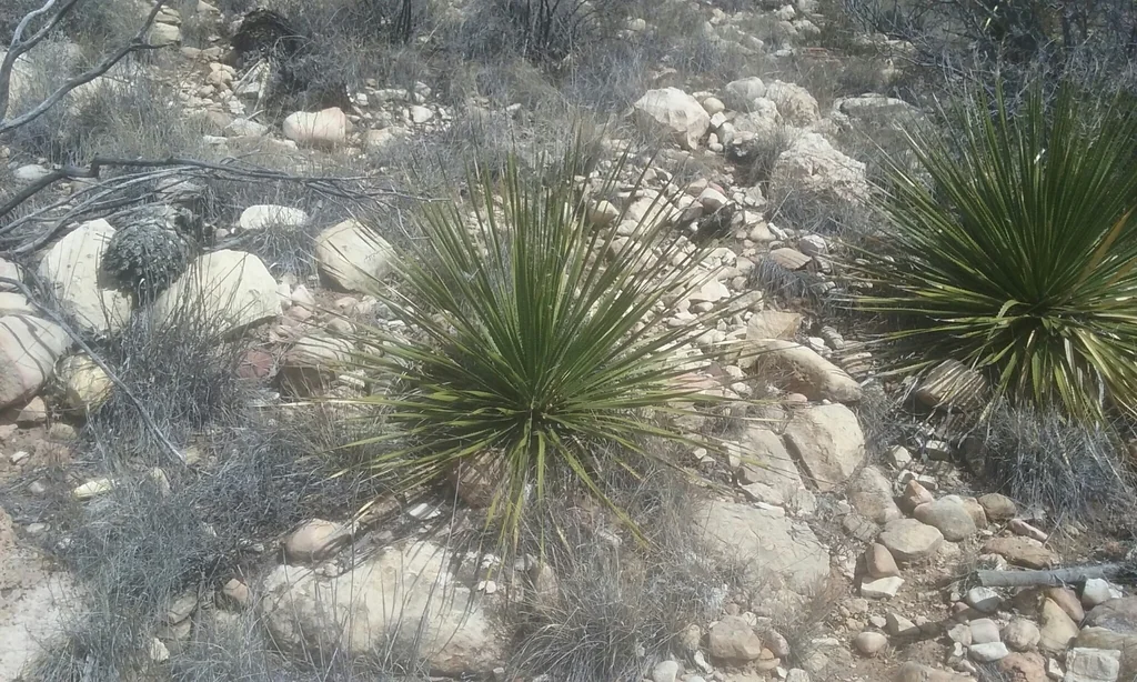Dasylirion Leiophyllum