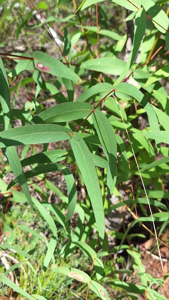 Eucalyptus Viminalis