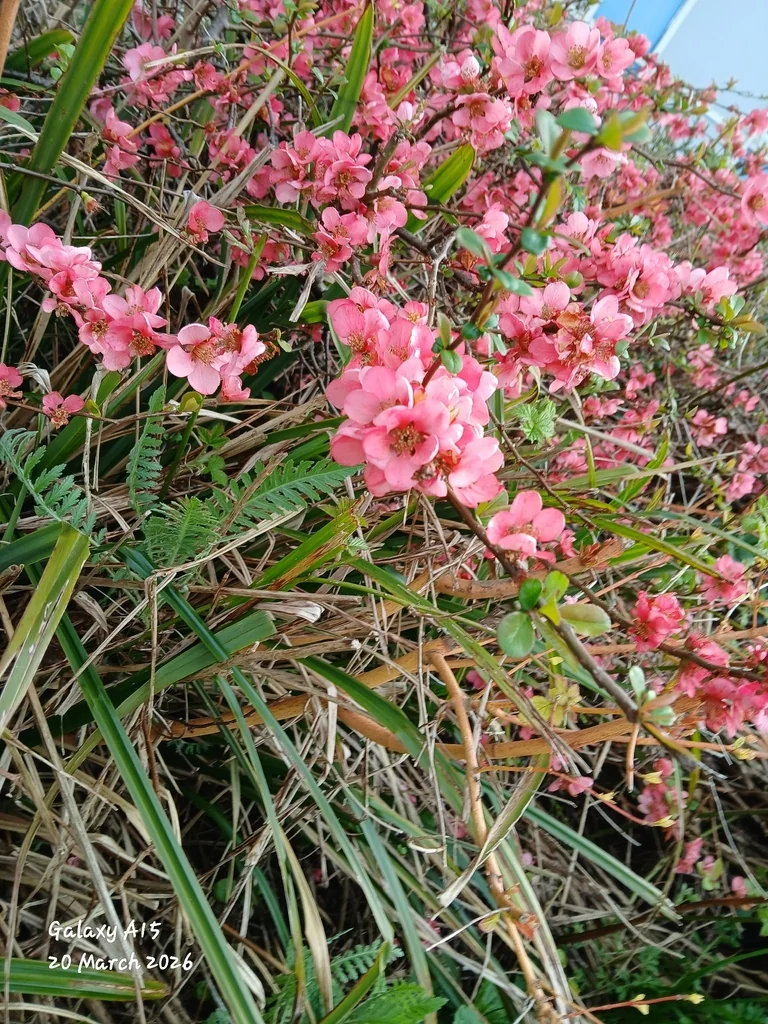Chaenomeles speciosa