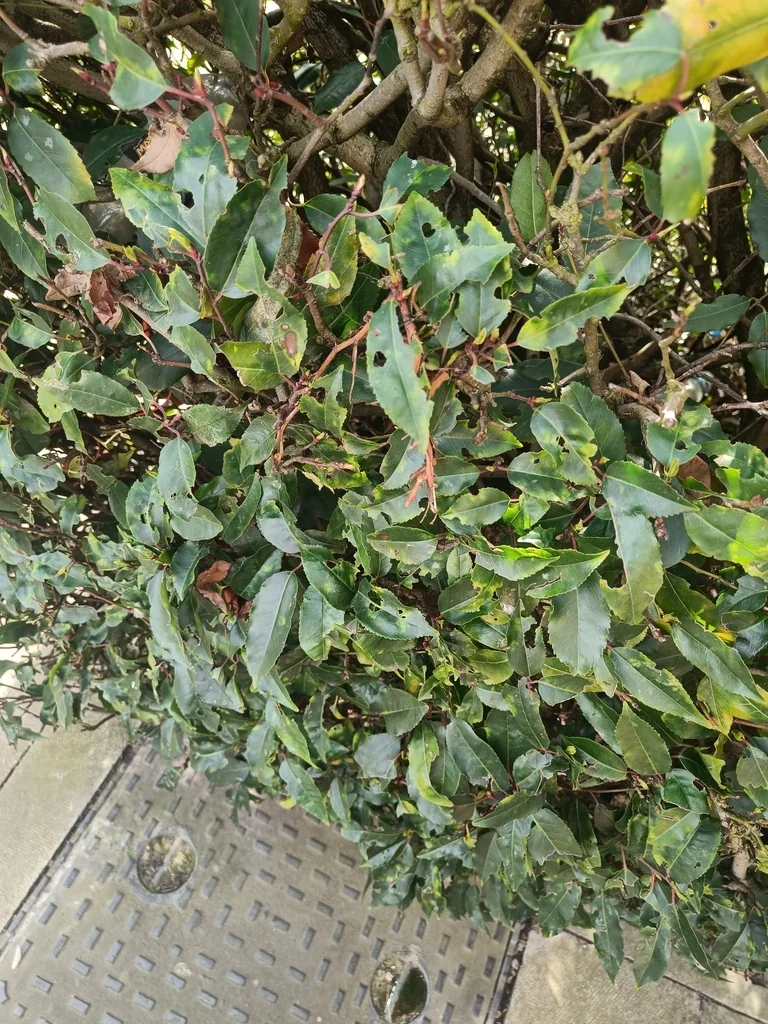 Prunus Lusitanica