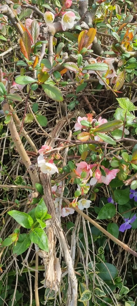 Chaenomeles speciosa