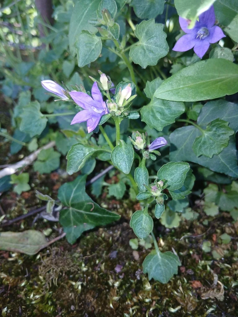 Campanula Portenschlagiana
