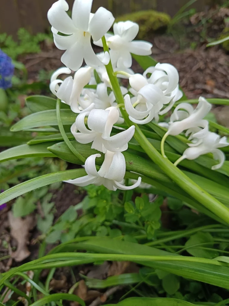 Hyacinthus Orientalis