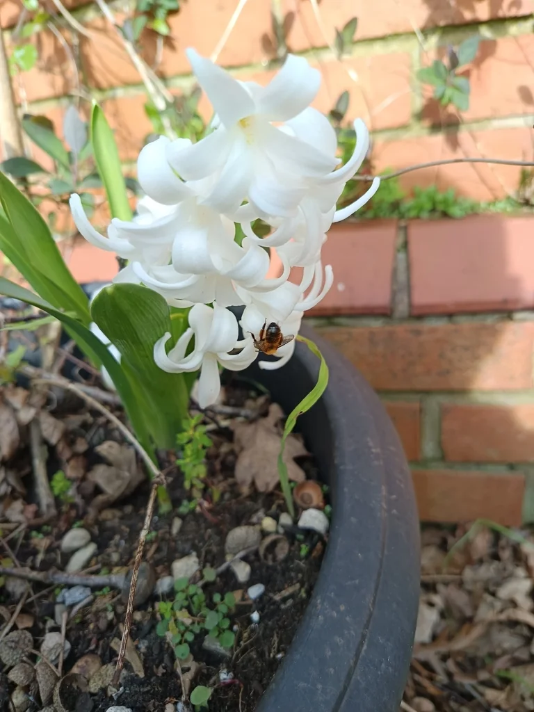 Hyacinthus Orientalis