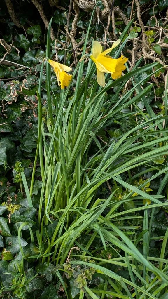 Narcissus Pseudonarcissus