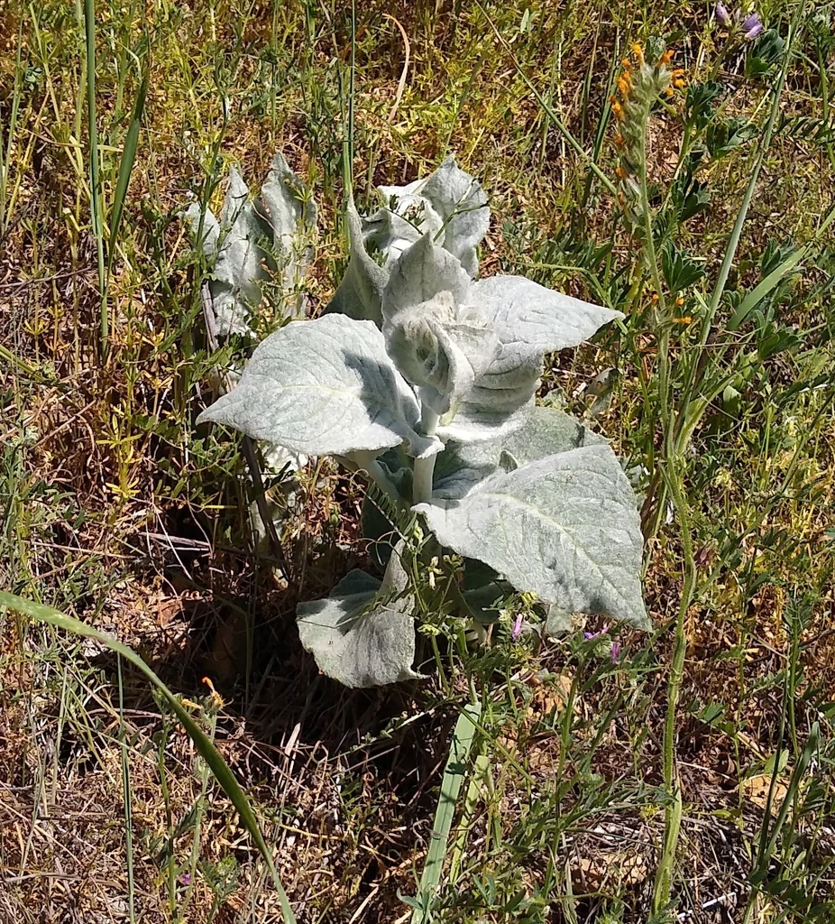 Asclepias Californica