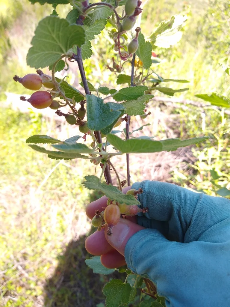 Ribes Malvaceum