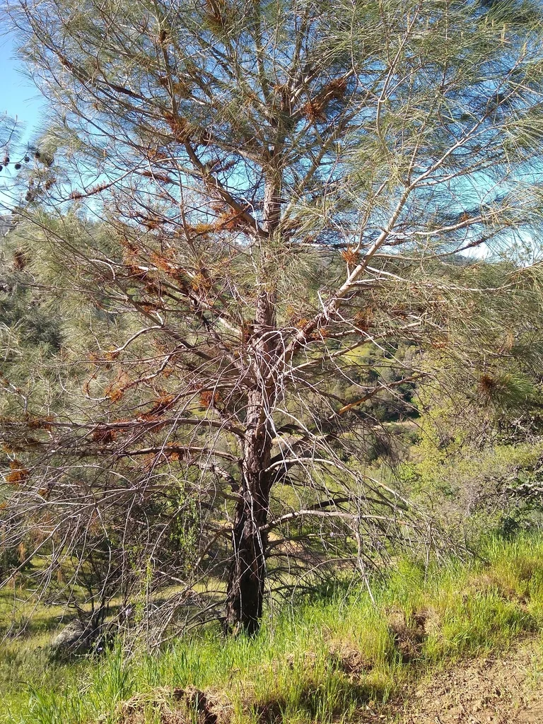 Pinus Sabiniana