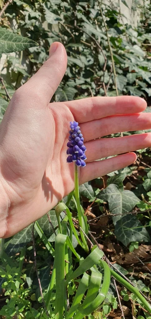 Muscari Armeniacum