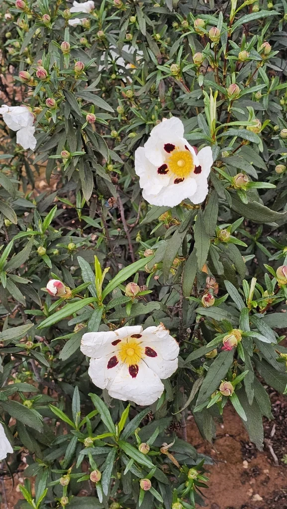 Cistus Ladanifer