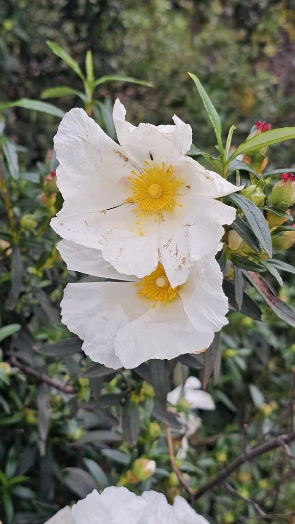 Cistus Ladanifer