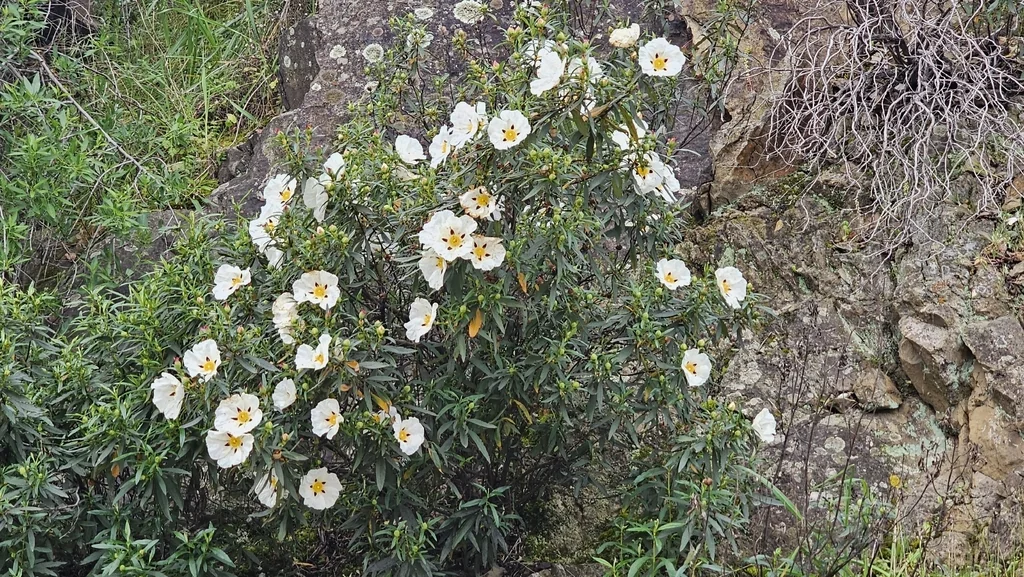 Cistus Ladanifer