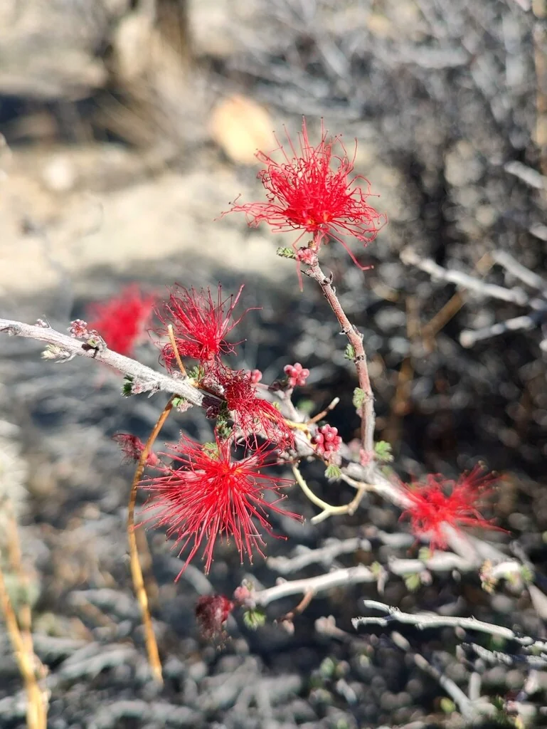 Calliandra Californica