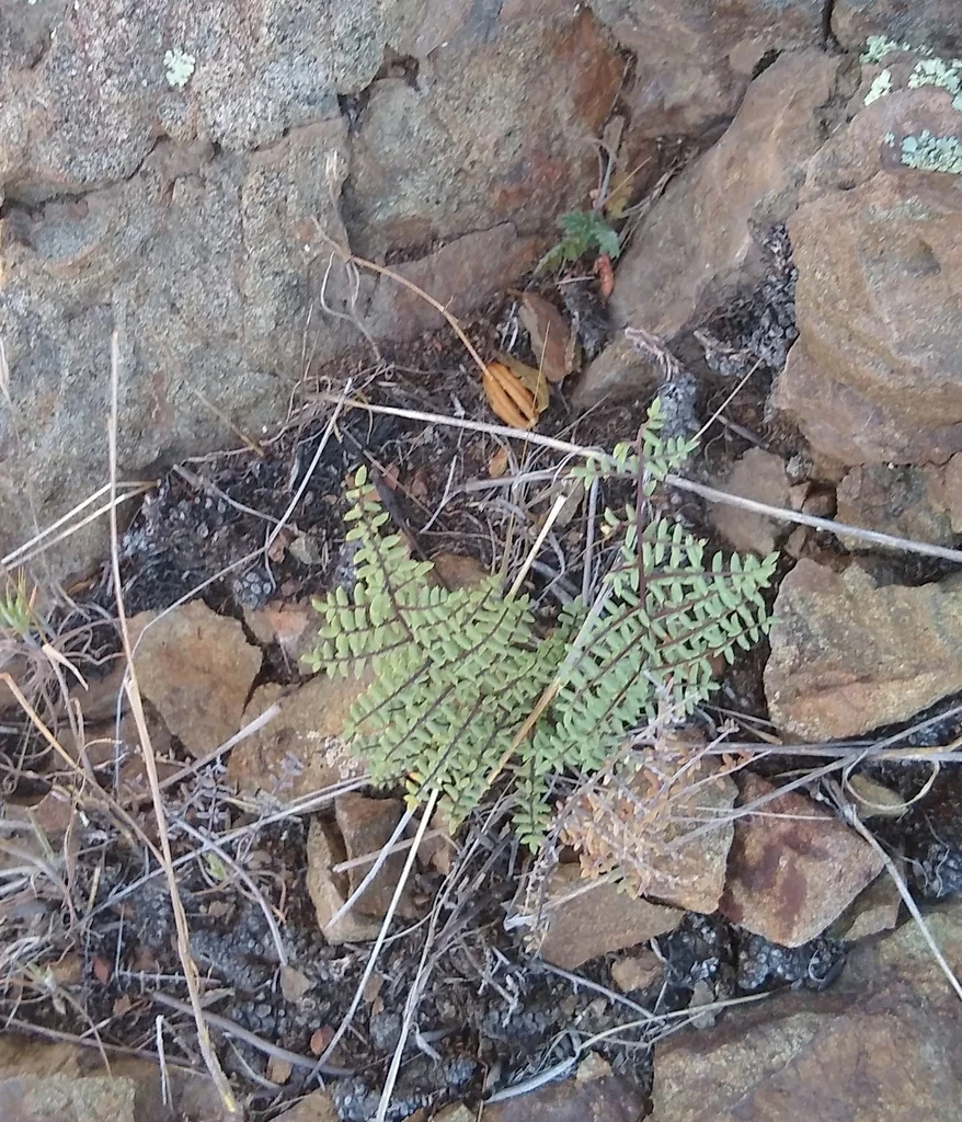 Pellaea Mucronata