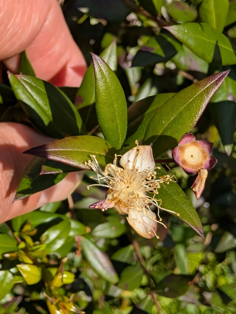 Myrtus Communis