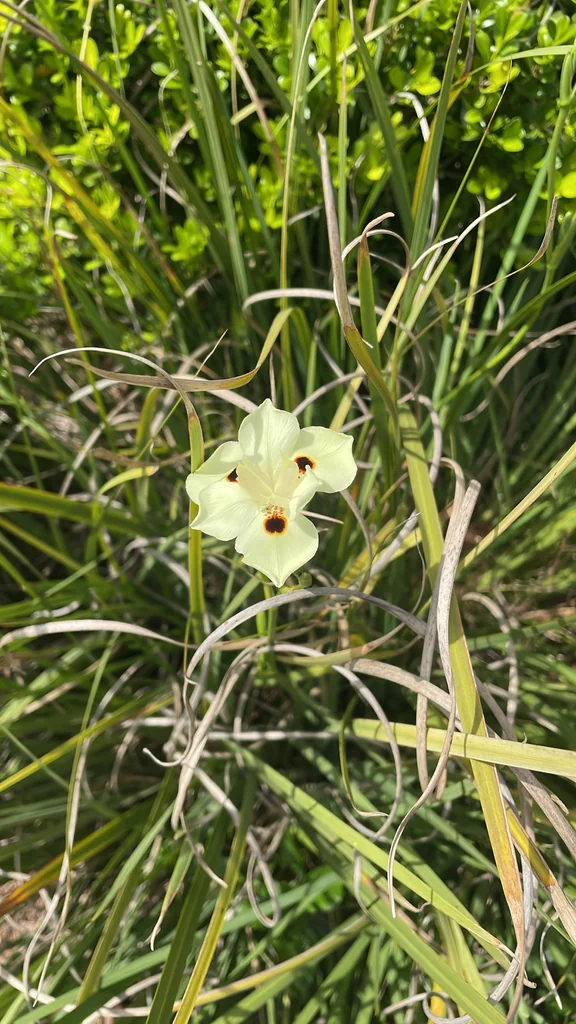 Dietes Bicolor