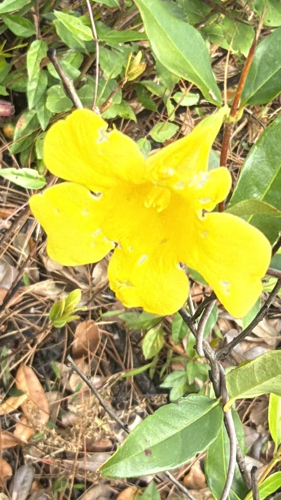 Gelsemium Sempervirens