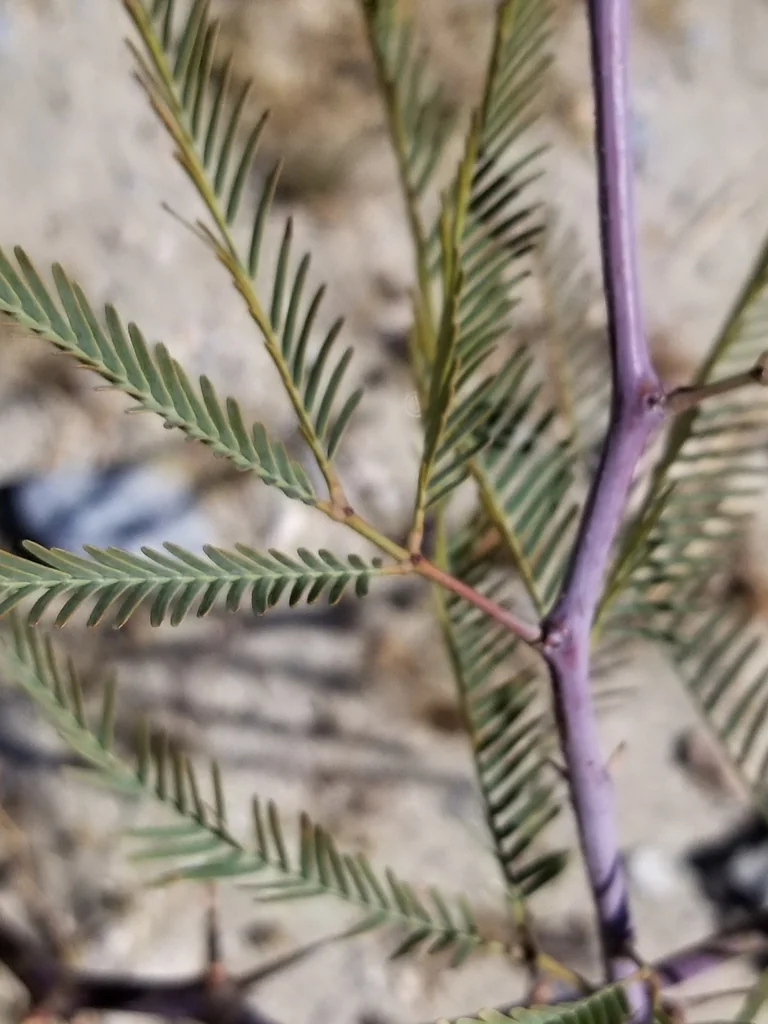 Prosopis Chilensis