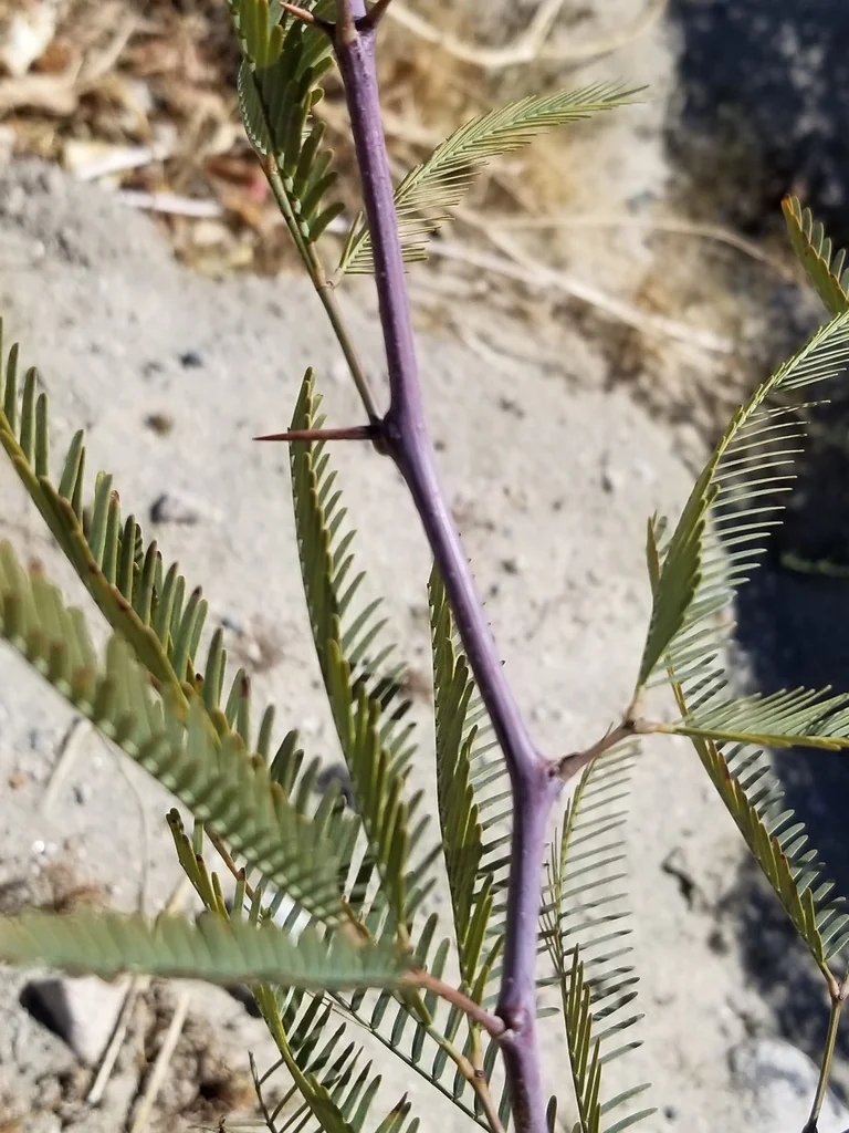 Prosopis Chilensis