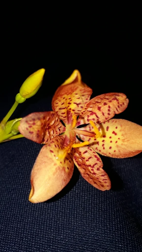 Iris Domestica