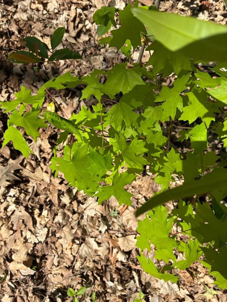 Acer Floridanum