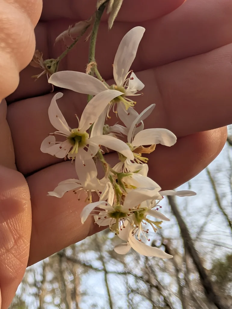 Amelanchier Arborea