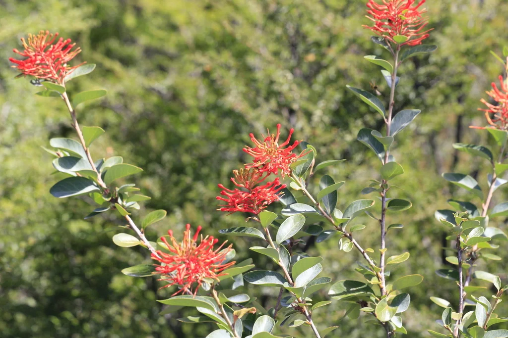 Embothrium Coccineum