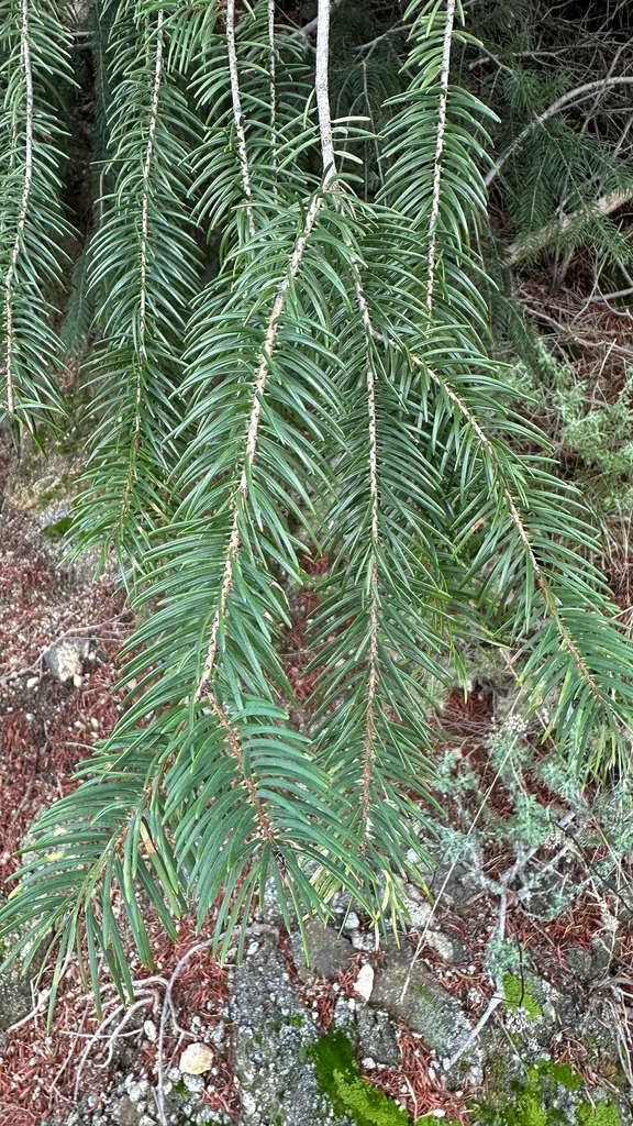 Pseudotsuga Macrocarpa