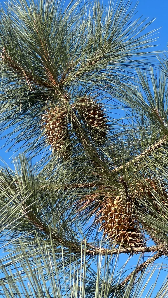 Pinus Coulteri