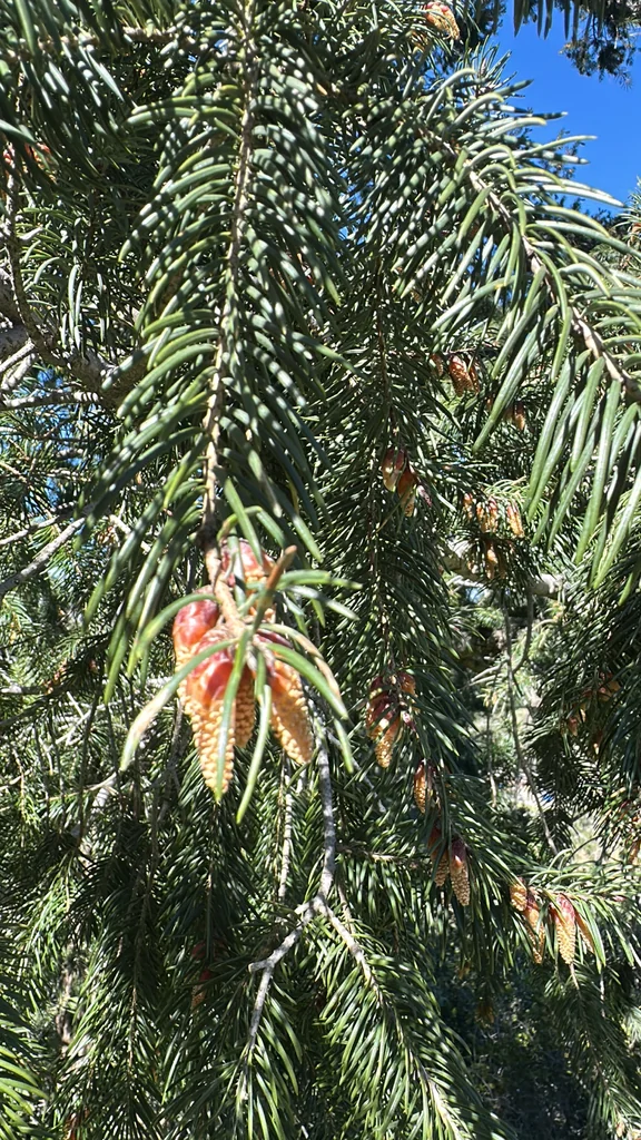 Pseudotsuga Macrocarpa