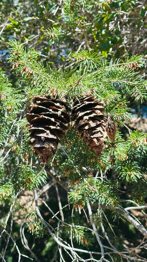 Pseudotsuga Macrocarpa