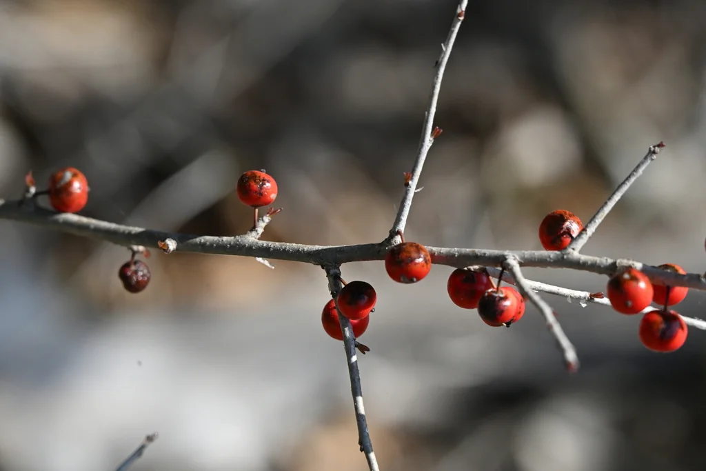 Ilex Decidua