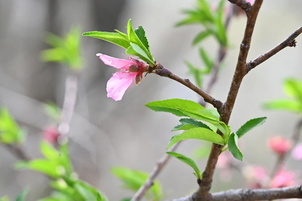 Prunus Persica